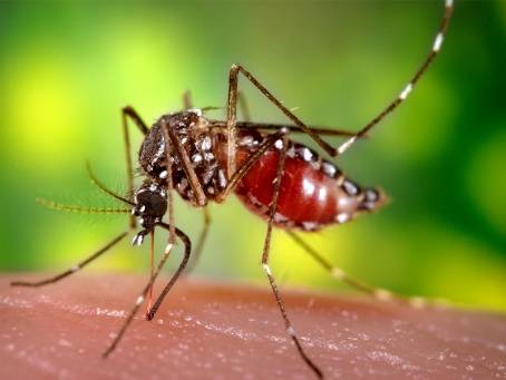 5 Kiat Terhindar dari Serangan Nyamuk