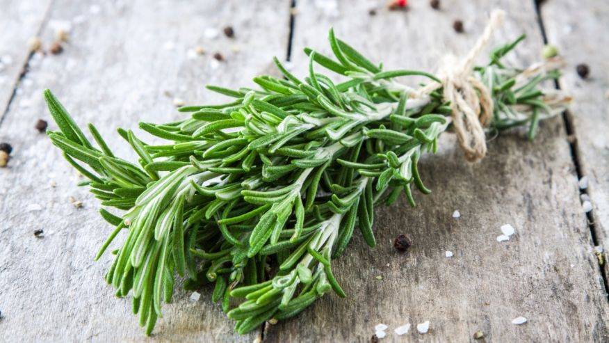 5 Tanaman Herbal, yang Bisa Mommies Tanam di Dalam Pot