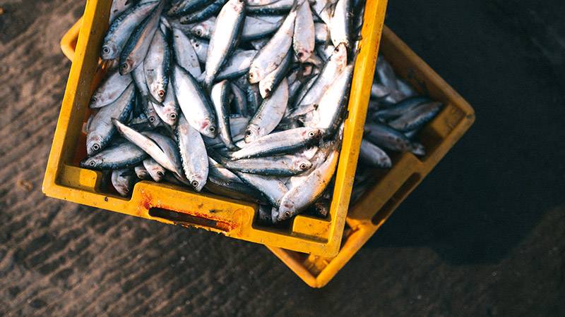 Tak Perlu Salmon, Ini 5 Ikan lokal yang Baik untuk MPASI