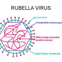 Kehamilan di Tengah Terapi Rubella