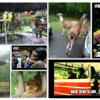 Sebelum Safari Ke Afrika, Yuk Ke Cisarua Dulu!
