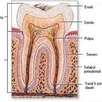 Perawatan Saluran Akar pada Gigi Anak