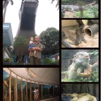 Bertemu Komodo dan Piton di Taman Reptilia