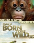 Nonton Born to be Wild di Keong Mas