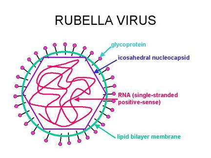 Kehamilan di Tengah Terapi Rubella