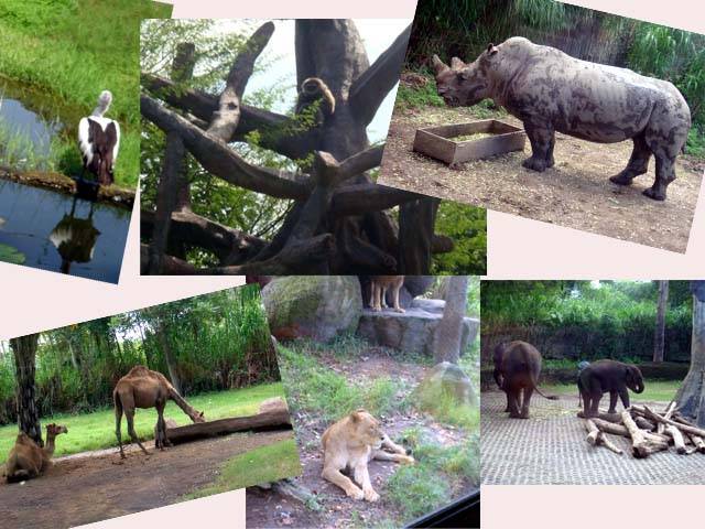 Bali Safari & Marine Park 