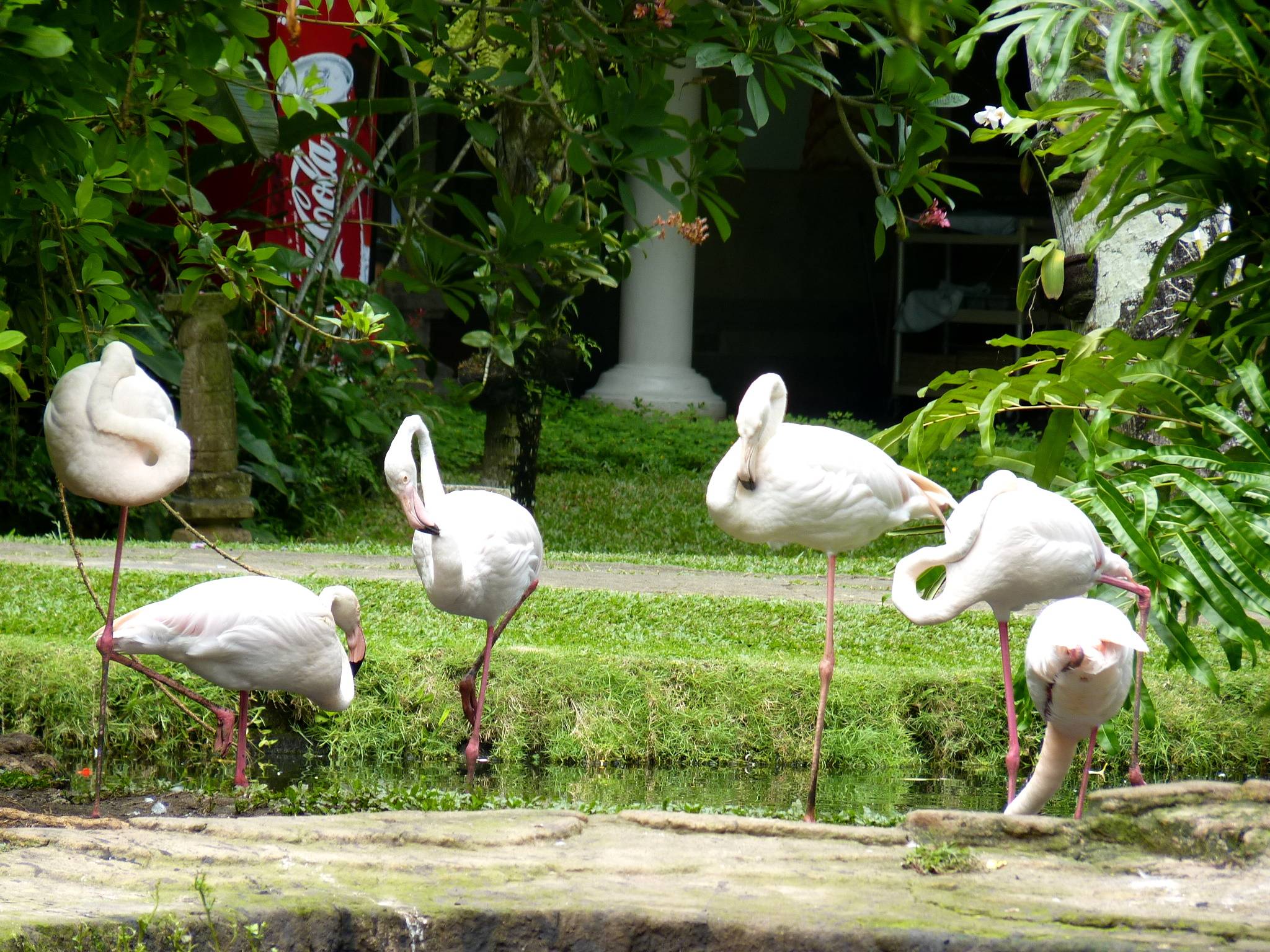 Bali Bird Park