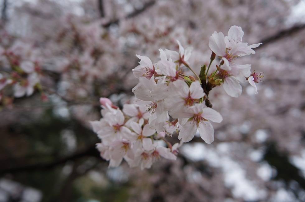 Piknik Di Bawah Pohon Sakura