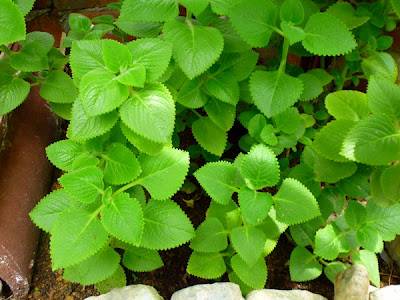 Daun Bangun Bangun, My ASI Booster
