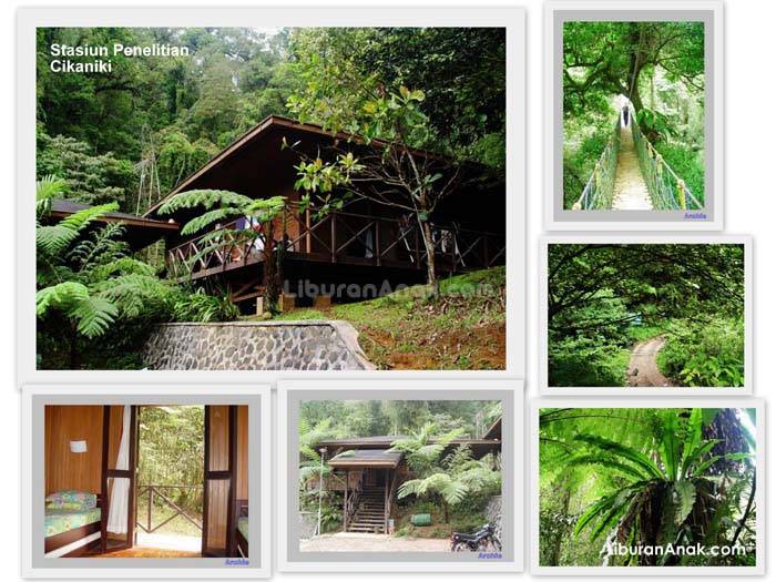 Liburan di Gunung Halimun, Menginap Di Mana?