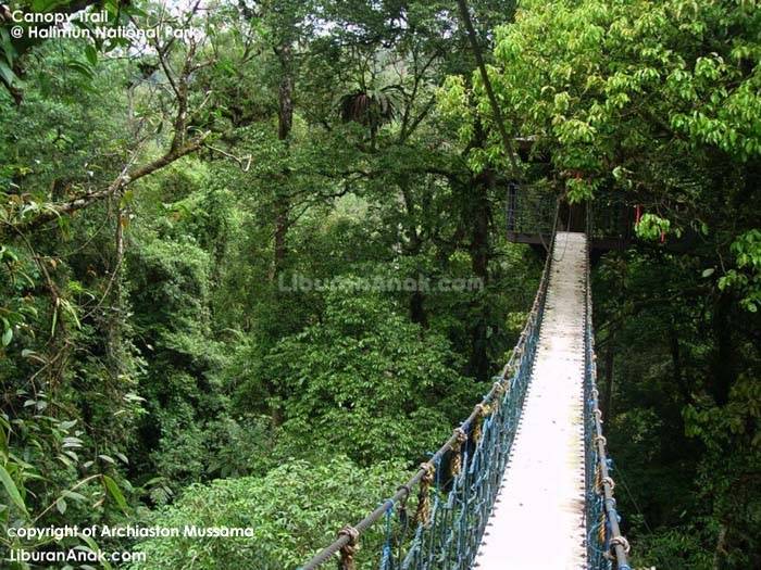Liburan Ke Taman Nasional Gunung Halimun