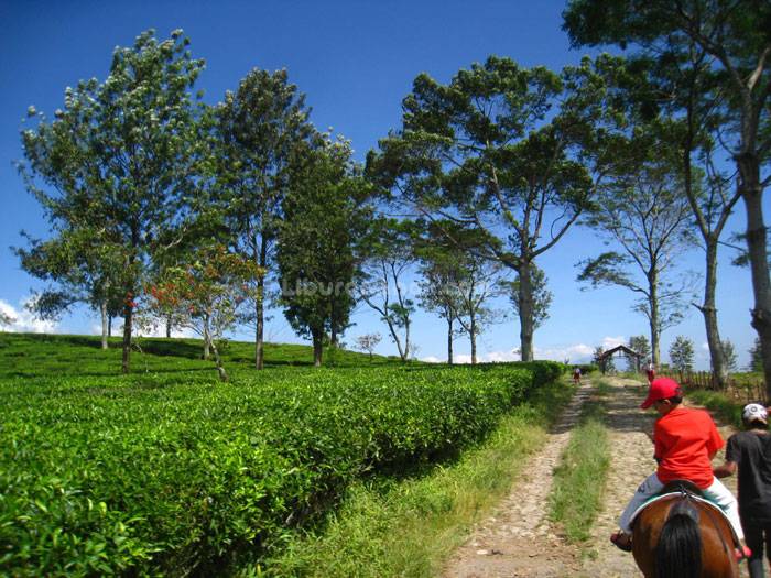 Agro Wisata Gunung Mas, Puncak