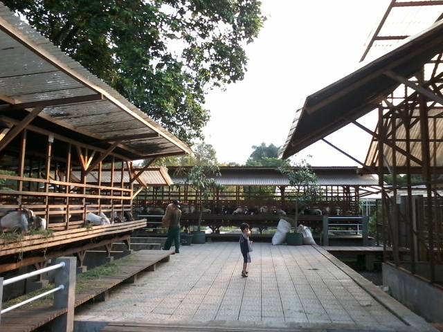 Wisata Ternak dan Memetik Sayur di Bogor