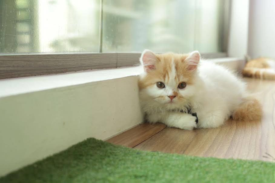 Ajak Anak Bermain Bersama Kucing di Cutie Cats Café