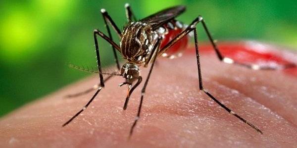 Bersama Melawan Demam Berdarah Dengue!