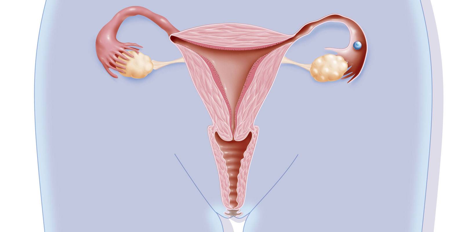 Apa yang Terjadi pada Vagina Selama Kehamilan?
