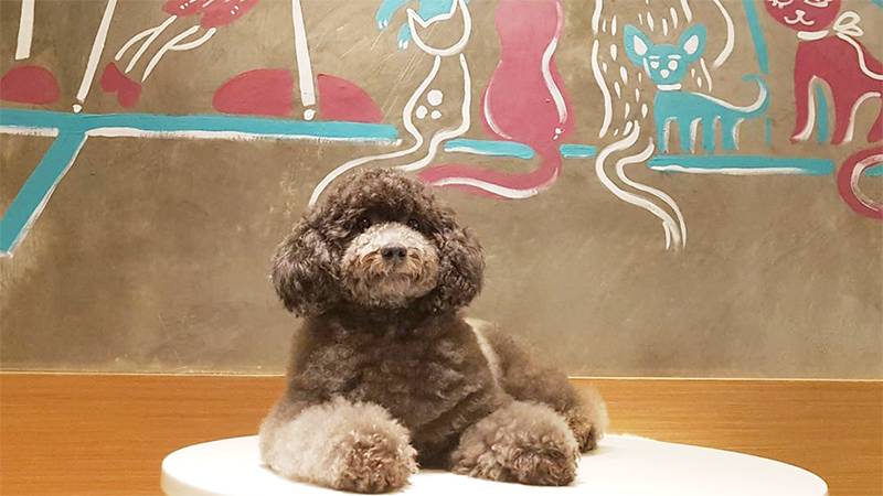 6 Kafe Pet Friendly di Jakarta