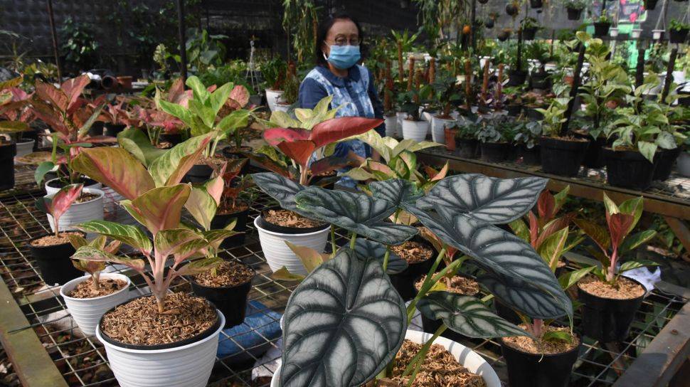 6 Tanaman Hias Pembawa Hoki