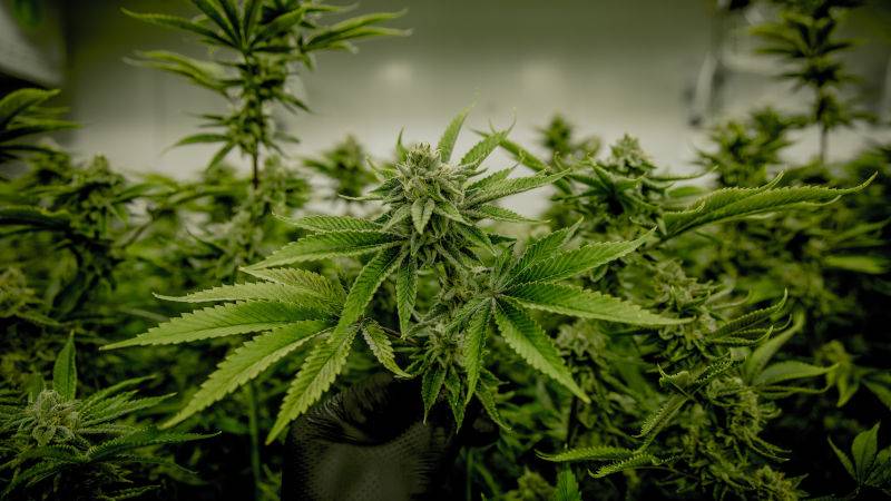 Serba-Serbi Ganja untuk Pengobatan