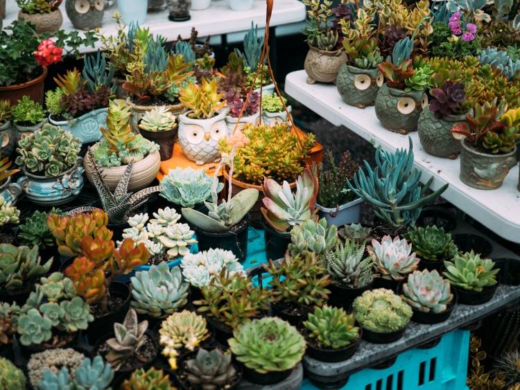 10 Jenis Tanaman Hias yang Cocok Untuk Bisnis Rumahan
