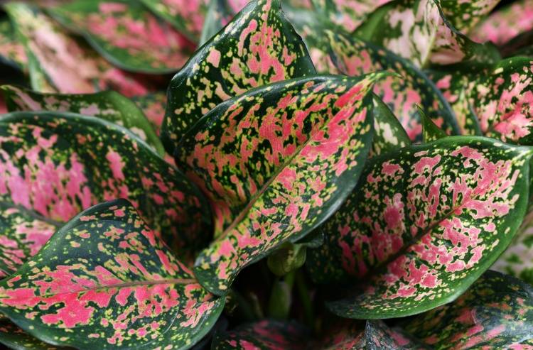 8 Informasi Penting Seputar Tanaman Hias Aglaonema