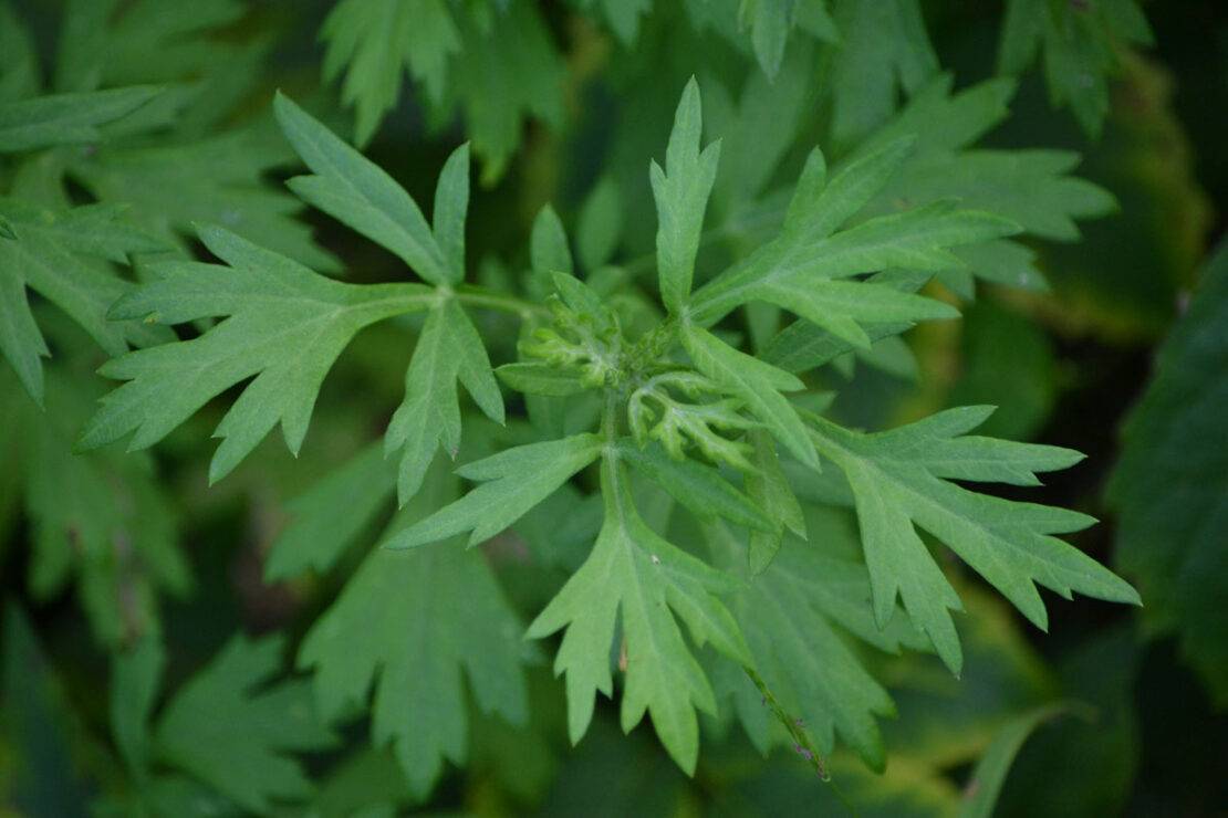 9 Rekomendasi Produk Kecantikan dengan Kandungan Mugwort