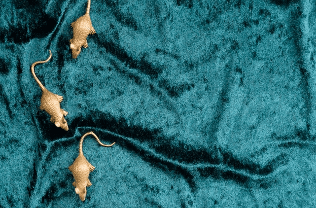 INFOGRAFIK: Gejala dan Cara Mencegah Leptospirosis