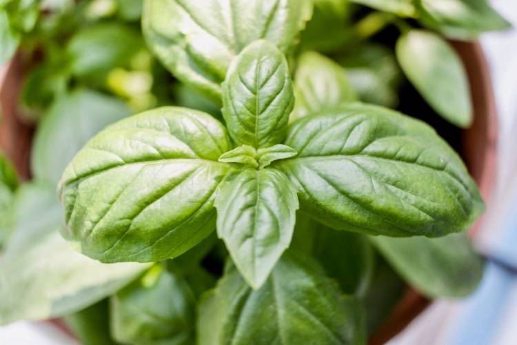 9 Penyebab Daun Tanaman Hias Menguning. Apa Saja?