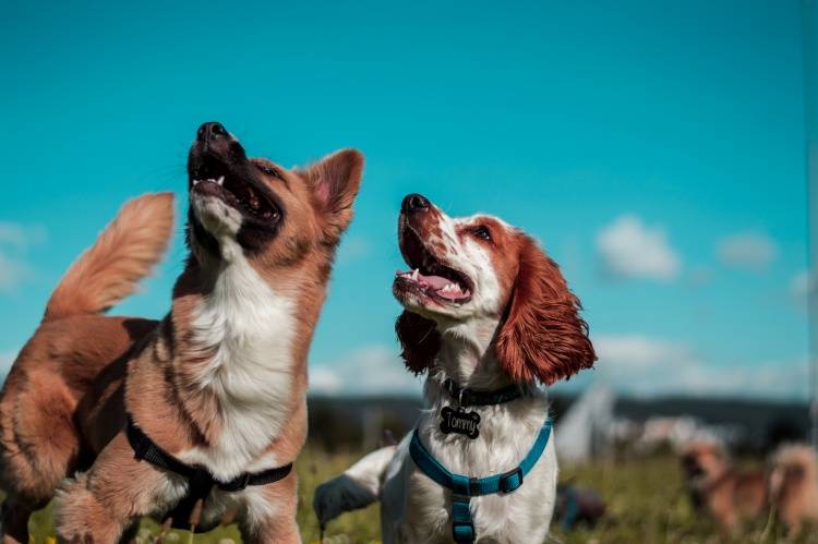 8 Rekomendasi Pet Hotel Untuk Anabul Kesayangan Saat Anda Harus Bepergian