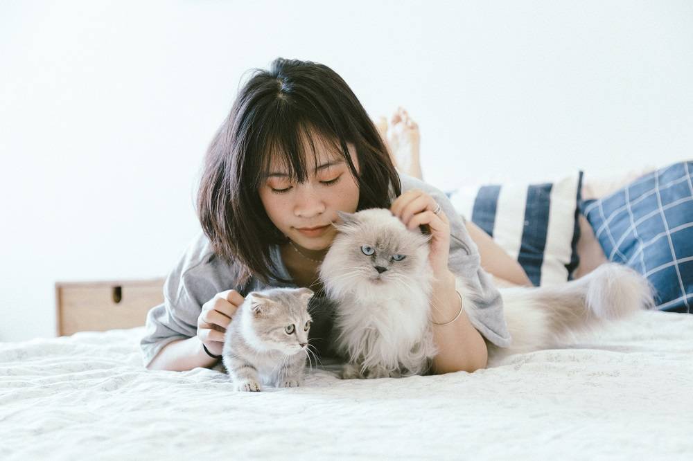 Hanya Butuh Modal Kecil, Ini 9 Ide Bisnis Untuk Para Pecinta Kucing