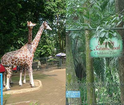 12 Things to do in Ragunan Zoo! 