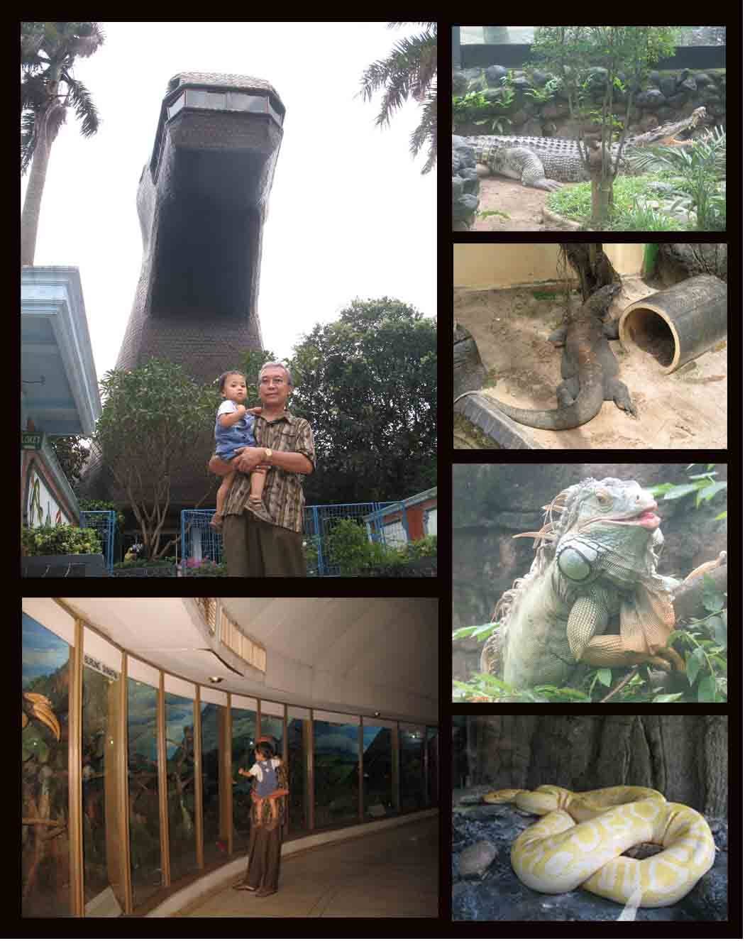 Bertemu Komodo dan Piton di Taman Reptilia
