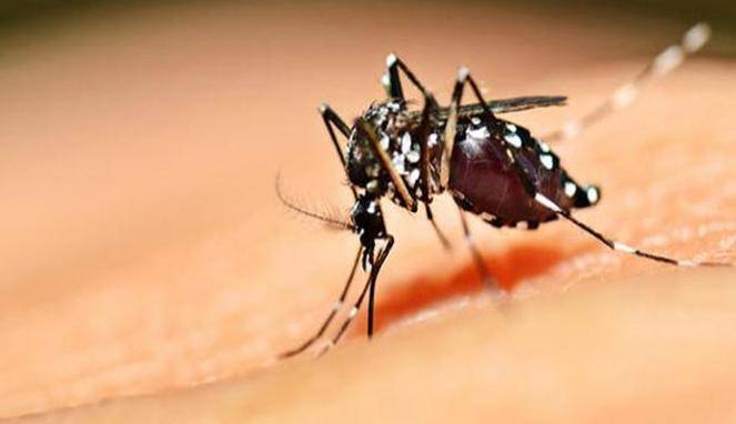 Mitos Dan Fakta Demam Berdarah Dengue