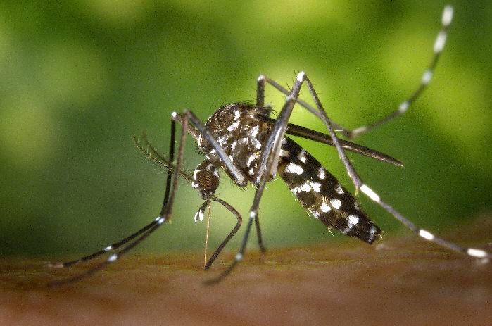 Waspada, Nyamuk Penyebab Demam Berdarah Giat Berkembang Biak di Musim Hujan