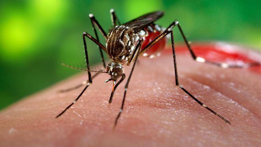 Hindari Gigitan Nyamuk, Cegah Virus Zika