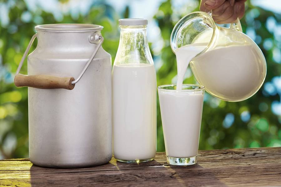 INFOGRAFIK: Susu Sapi VS Susu Kambing, Apa Saja Perbedaannya?