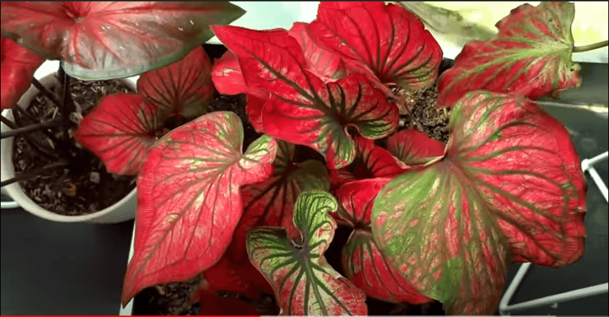 7 Tanaman Hias dengan Daun-daun Berwarna Cantik