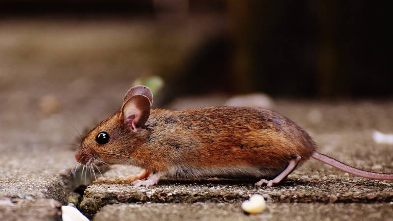 10 Tips Usir Kecoa dan Tikus yang Sering Muncul di Musim Hujan