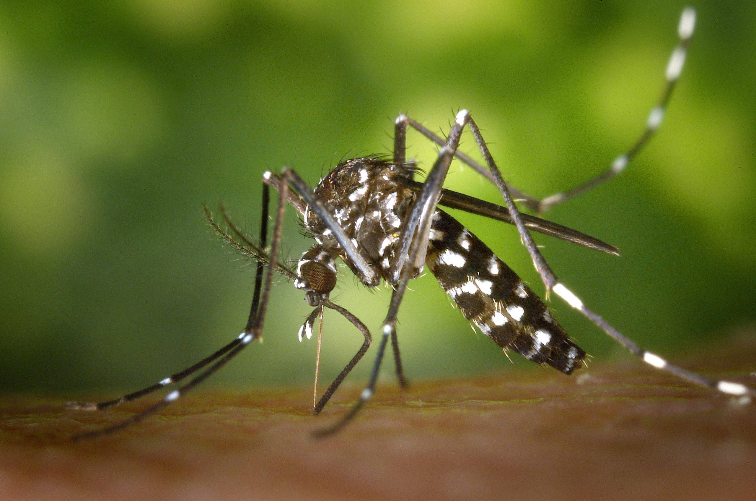 Waspada Musim Hujan, Ini 5 Penyakit Berbahaya Karena Nyamuk