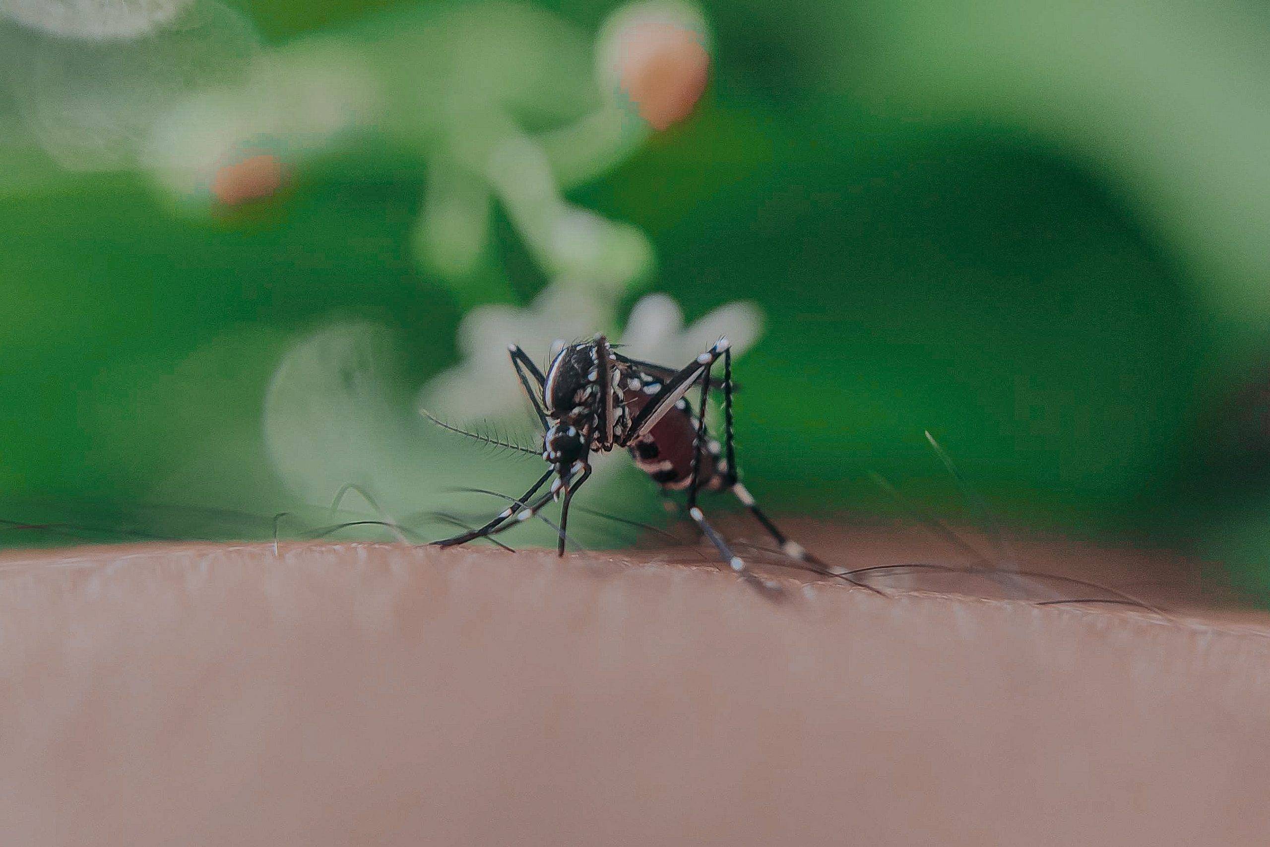 14 Cara Mengusir Nyamuk dengan Mudah, Pakai Aroma Serai hingga Air Sabun
