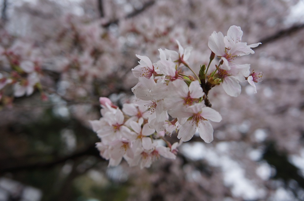 Piknik Di Bawah Pohon  Sakura  Mommies Daily