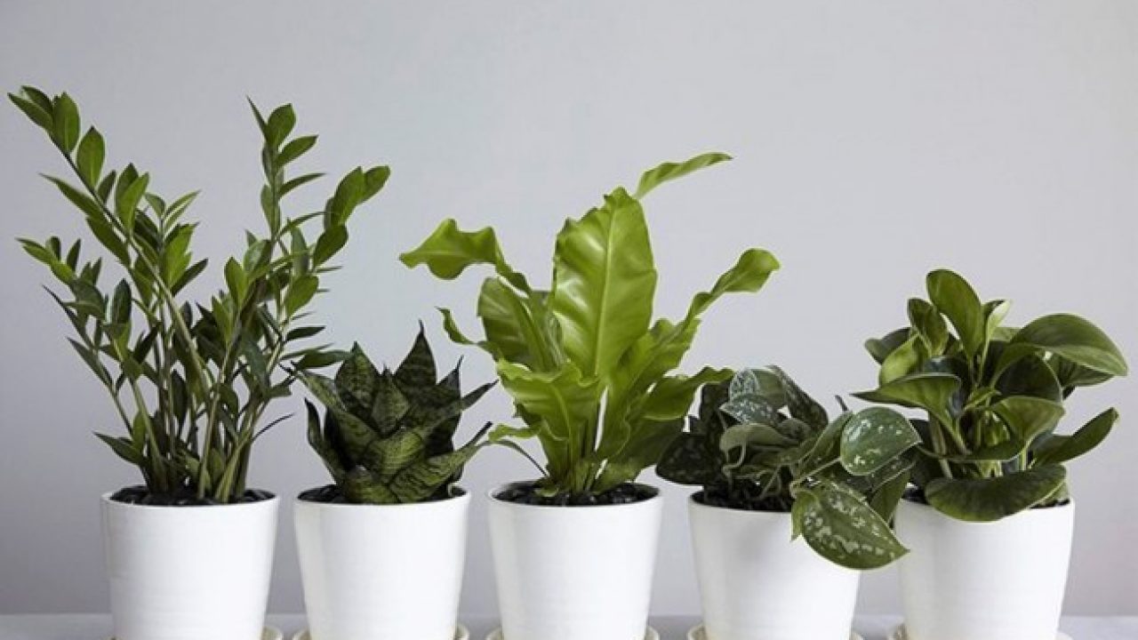 Персея houseplants