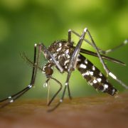 penyakit berbahaya karena nyamuk