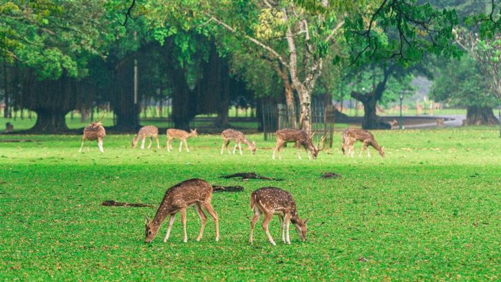 kebun raya bogor