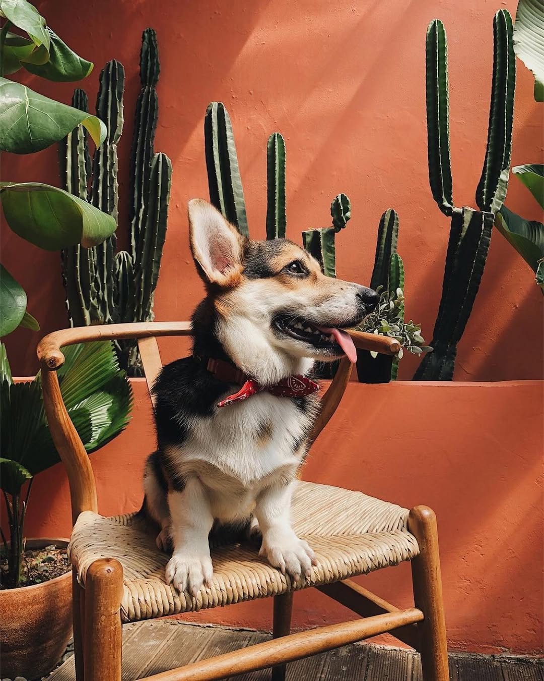 cafe pet friendly
