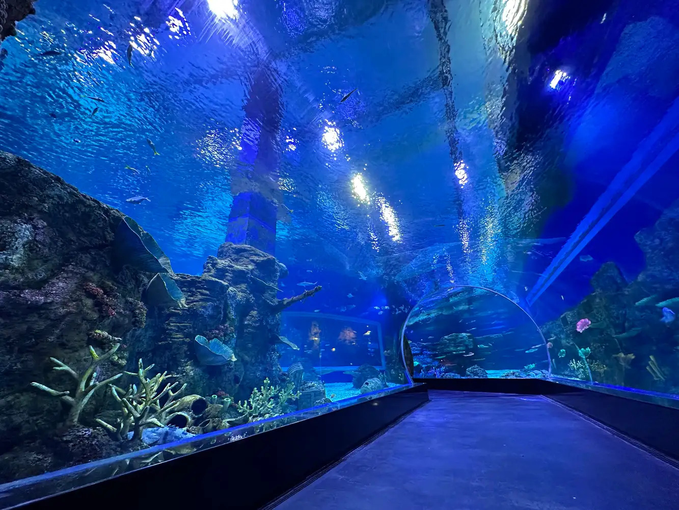 Rekomendasi Aquarium Date bareng Anak yang Seru, Edukatif, dan Instagramable
