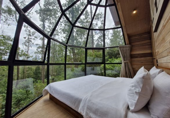 Resort Hutan Pinus