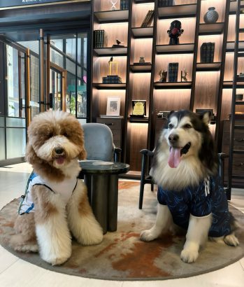hotel pet friendly di Jabodetabek